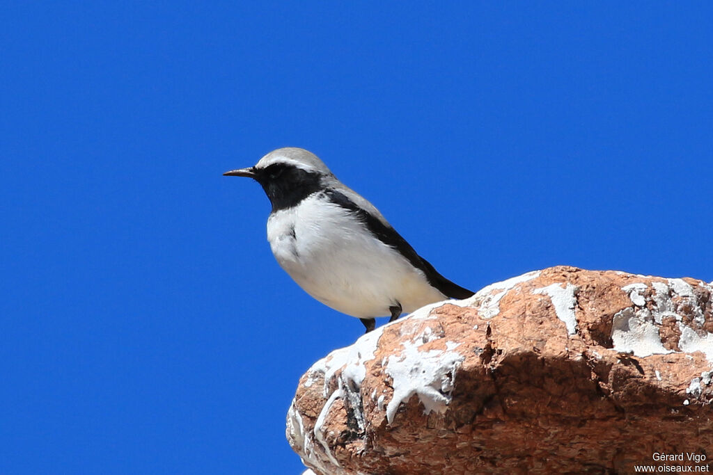 Atlas Wheatear male adult breeding, identification