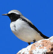 Atlas Wheatear