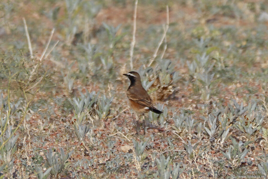 Traquet du Capadulte