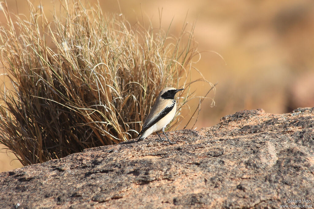 Desert Wheatear male adult