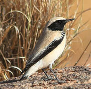 Desert Wheatear