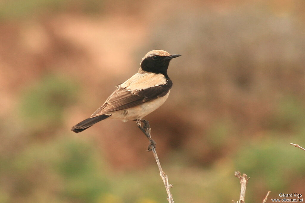 Desert Wheatear male adult