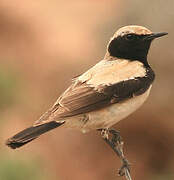 Desert Wheatear