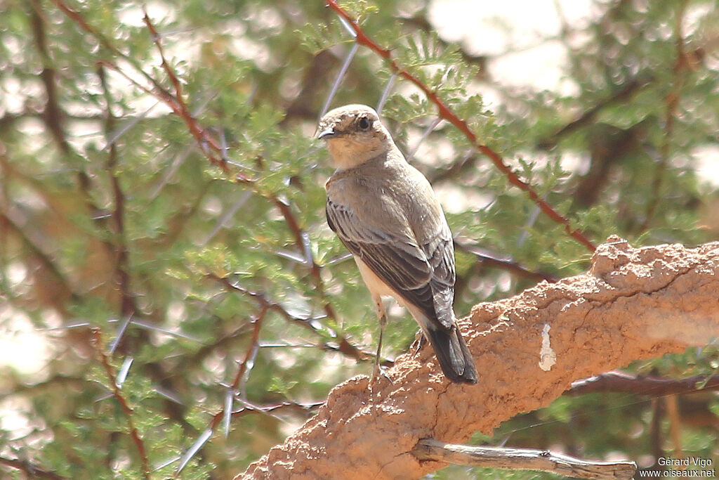 Desert Wheatear female adult