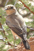 Desert Wheatear