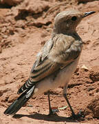 Desert Wheatear