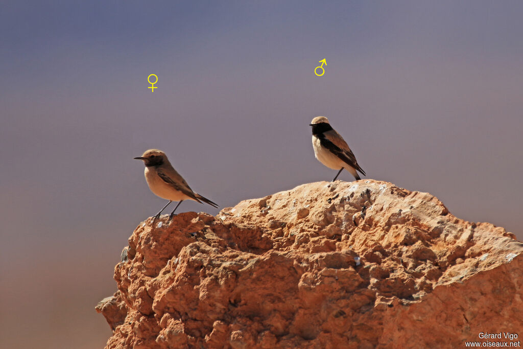 Desert Wheatearadult breeding