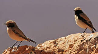 Desert Wheatear