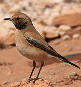 Desert Wheatear