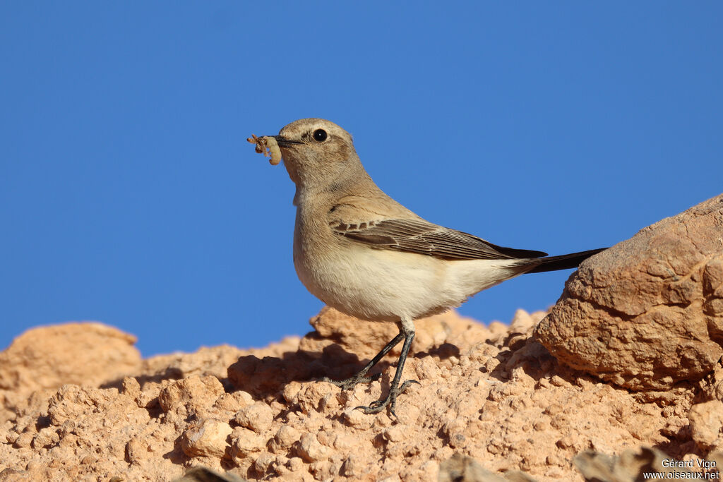 Desert Wheatear female adult