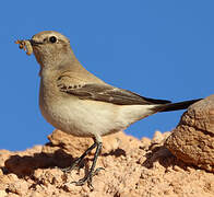 Desert Wheatear