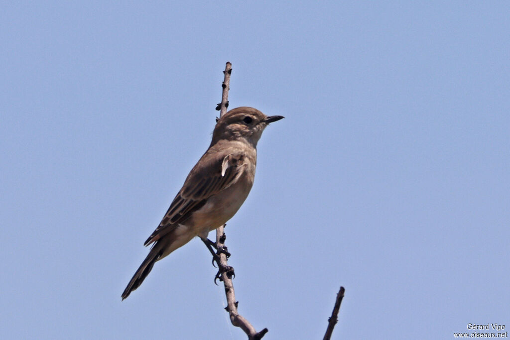 Traquet du Karroo - Traquet du Karoo<br />adulte