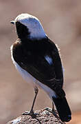 Maghreb Wheatear