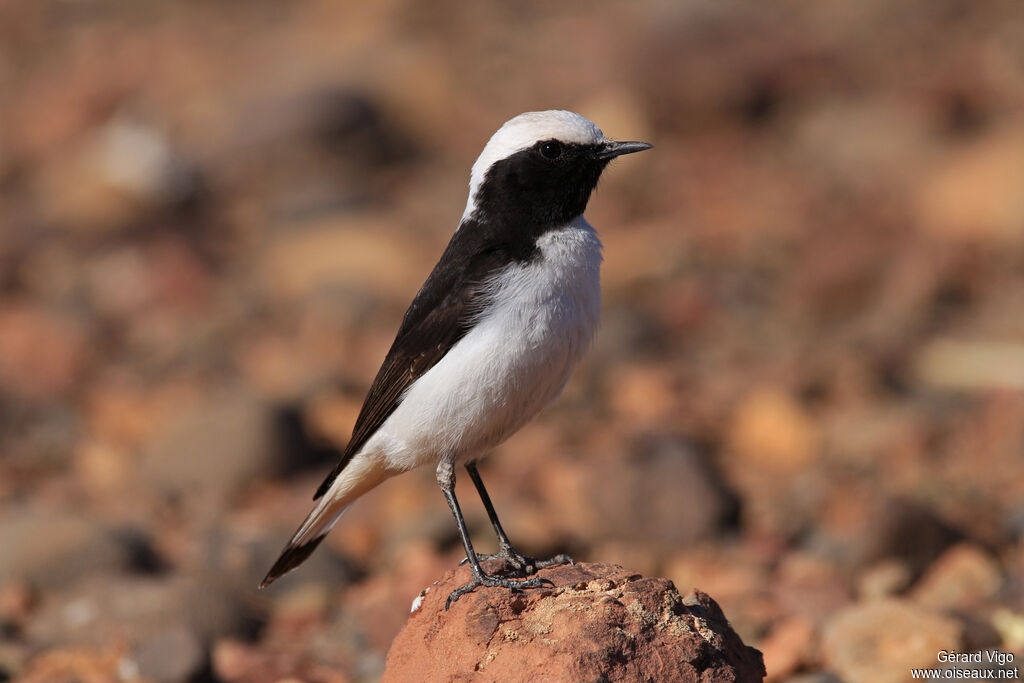 Maghreb Wheatear male adult breeding, identification