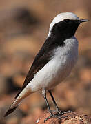 Maghreb Wheatear