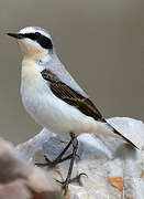 Northern Wheatear