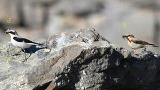 Northern Wheatear