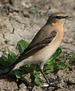 Northern Wheatear