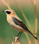 Black-eared Wheatear