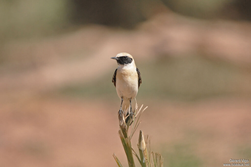 Western Black-eared Wheatear male adult breeding