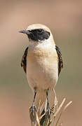 Black-eared Wheatear