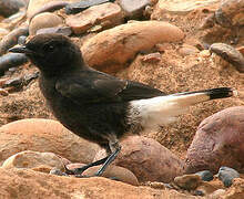 Black Wheatear