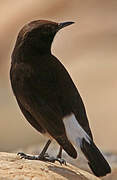 Black Wheatear