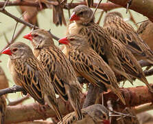 Red-billed Quelea