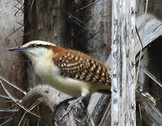 Rufous-backed Wren