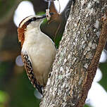 Troglodyte à dos roux