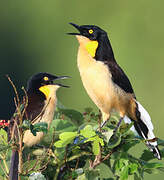 Black-capped Donacobius