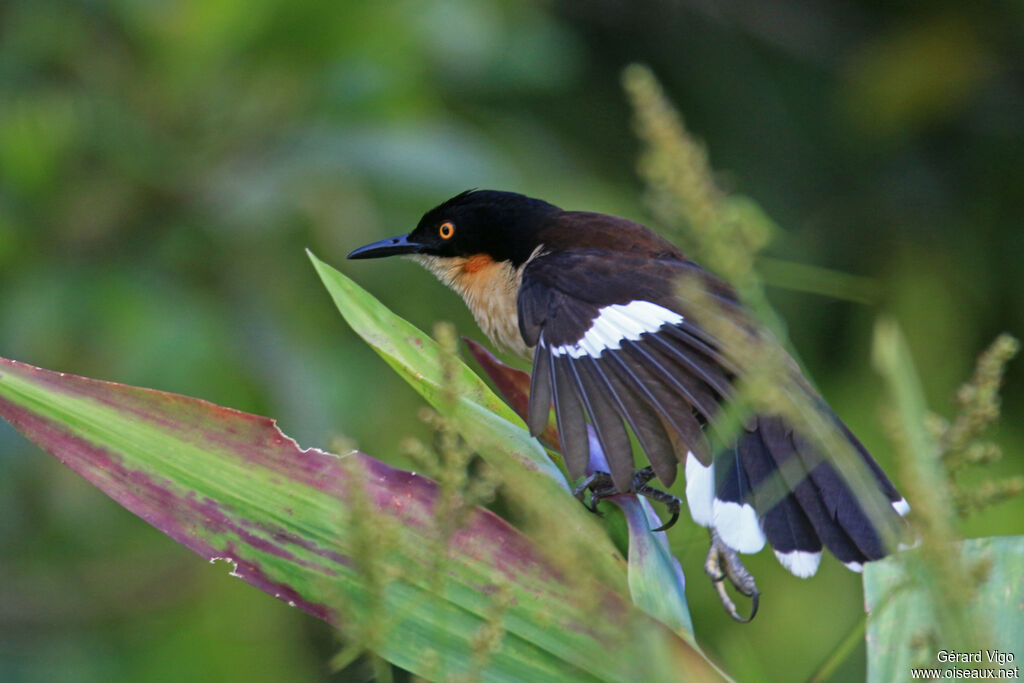 Black-capped Donacobiusadult