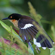 Black-capped Donacobius