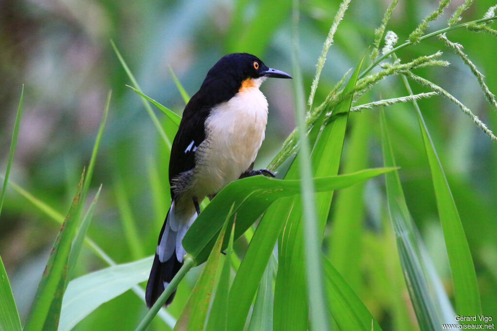 Black-capped Donacobiusadult