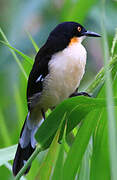 Black-capped Donacobius