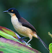 Black-capped Donacobius