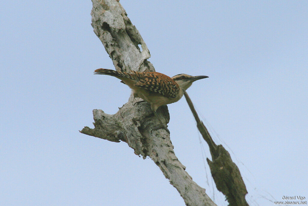 Rufous-naped Wrenadult