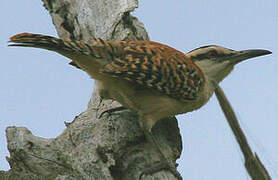 Veracruz Wren