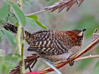 Troglodyte à nuque rousse