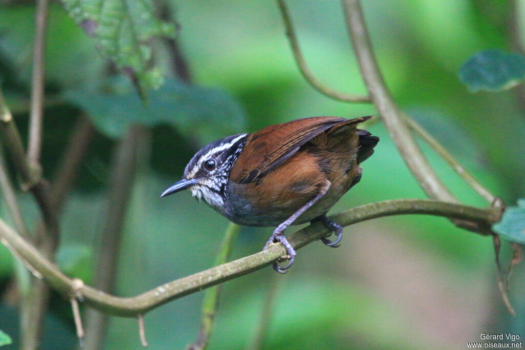 Grey-breasted Wood Wrenadult