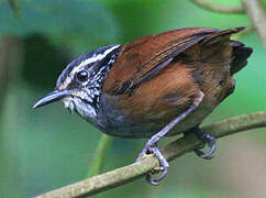 Grey-breasted Wood Wren