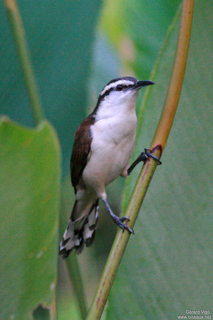 Troglodyte bicoloreadulte