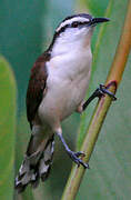 Bicolored Wren