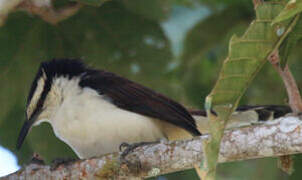 Bicolored Wren