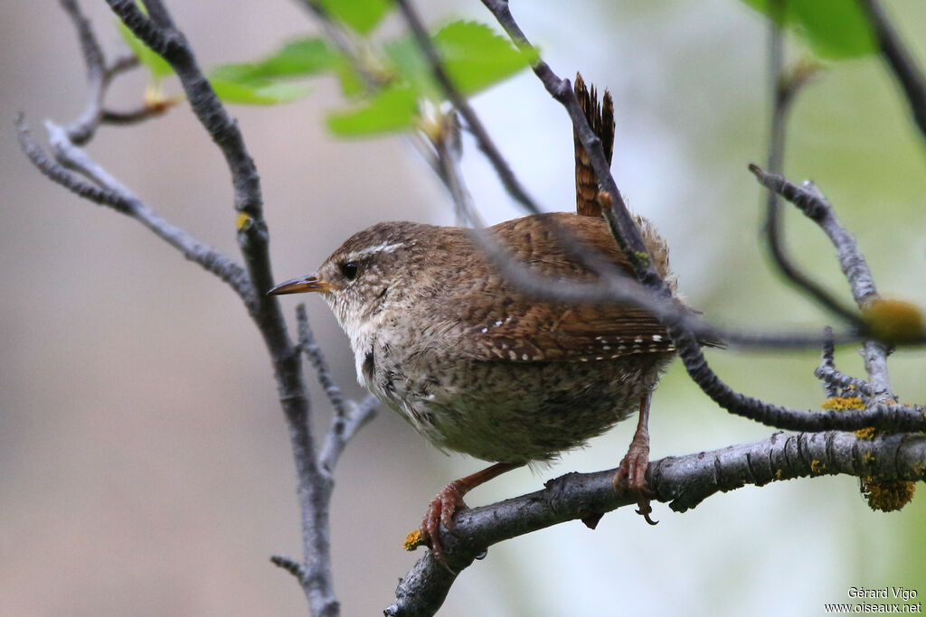 Eurasian Wren (islandicus)adult