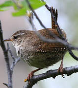 Eurasian Wren (islandicus)