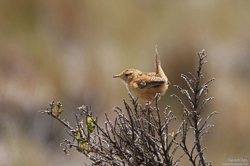 Grass Wrenadult