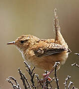 Grass Wren