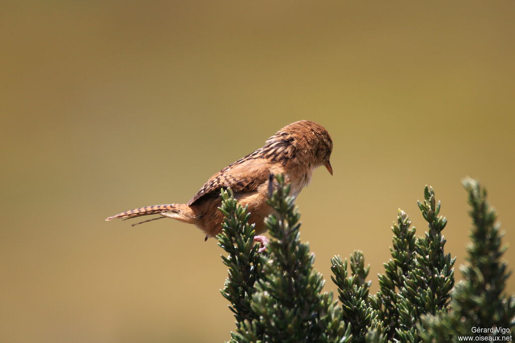 Grass Wrenadult