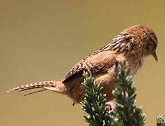 Grass Wren